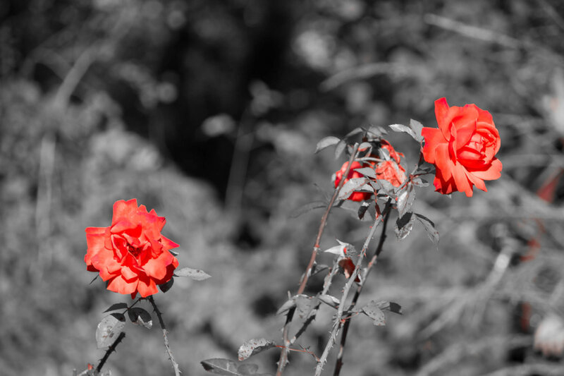 Red Roses on Bush — Dramatic, Photograph