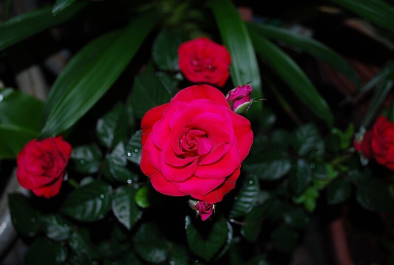 Red Roses on Bush — Dramatic