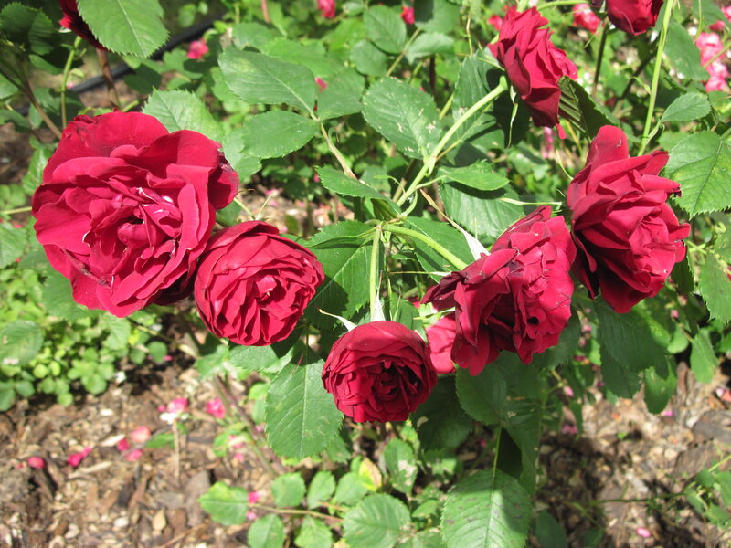 Red Roses on Bush — Natural, Afternoon, Photograph, Green Leaves