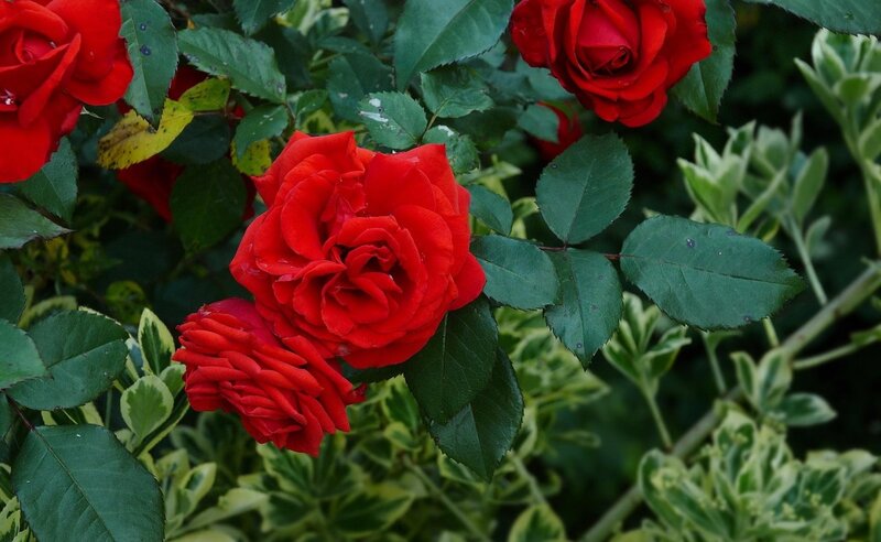 Red Roses on Bush — Natural, Afternoon, Photograph, Leaves