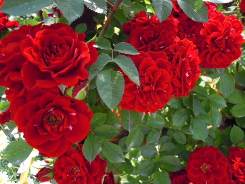 Red Roses on Bush — Natural, Afternoon