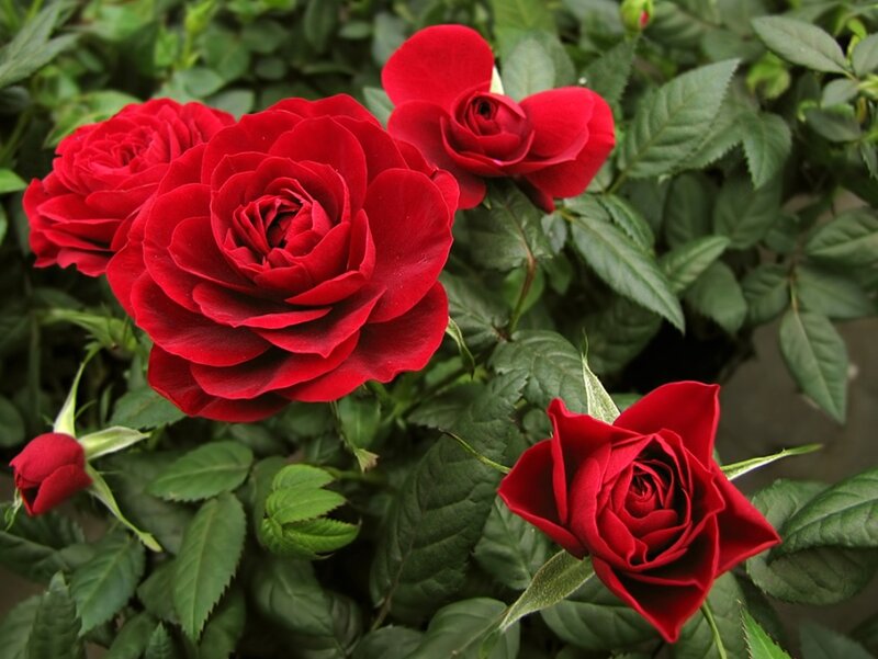 Red Roses on Bush — Natural, Photograph