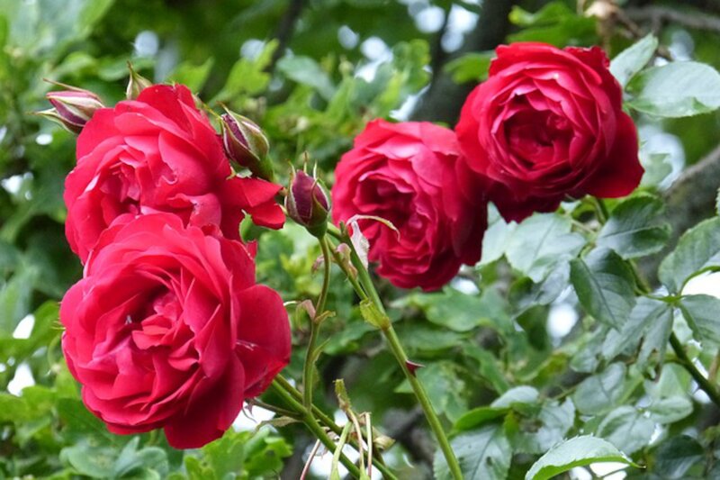 Red Roses on Bush — Natural, Spring