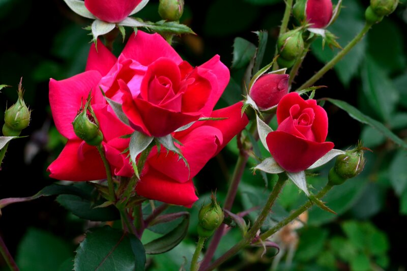 Red Roses on Bush — Natural, Summer
