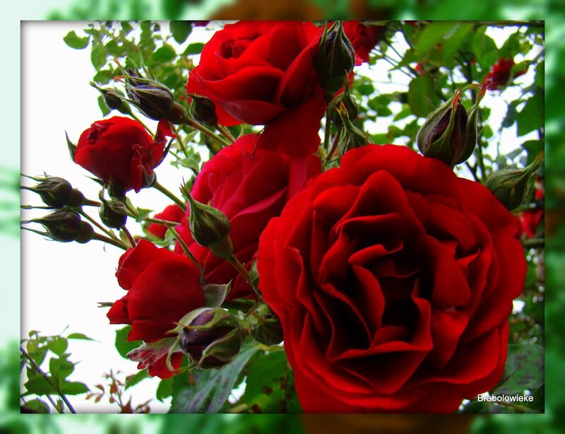 Red Roses on Bush — Natural