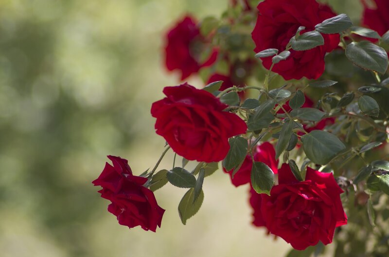 Red Roses on Bush — Serene, Afternoon, Photograph, Flowers