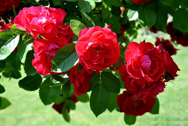 Red Roses on Bush — Serene, Afternoon, Photograph, Green Leaves