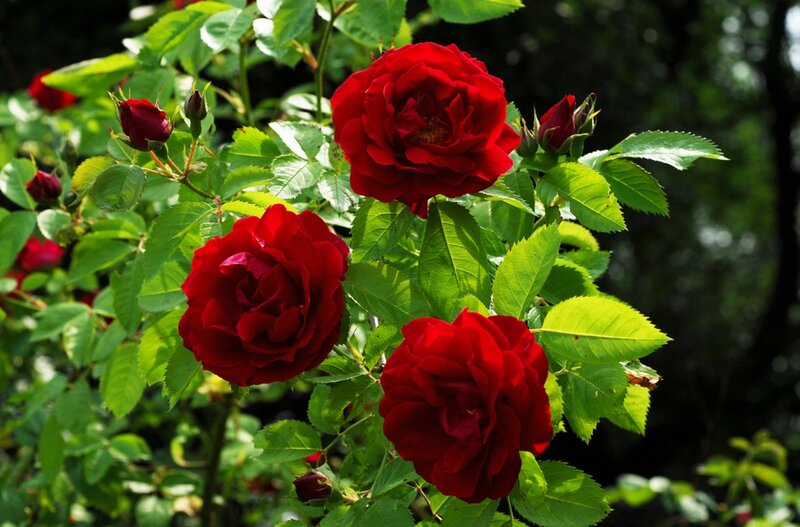 Red Roses on Bush — Serene, Afternoon, Photograph, Leaves, Buds