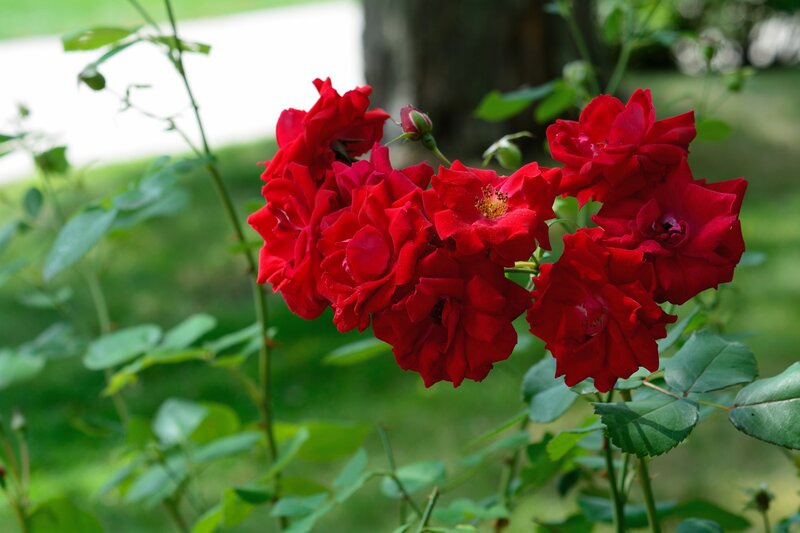 Red Roses on Bush — Serene, Afternoon, Photograph, Leaves