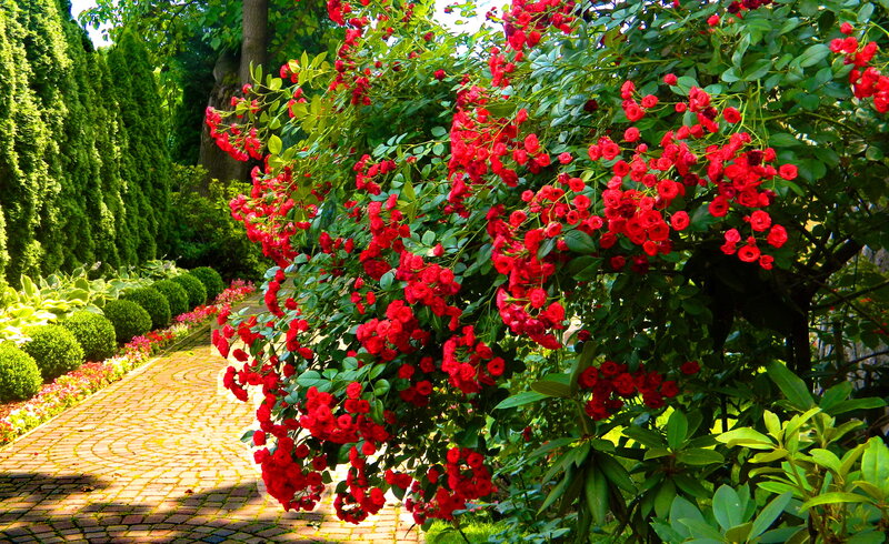 Red Roses on Bush — Serene, Afternoon