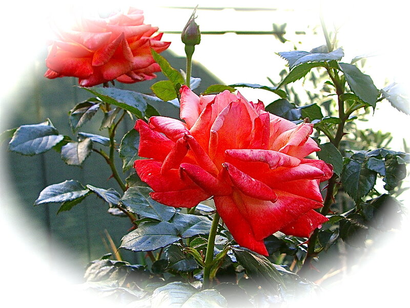 Red Roses on Bush — Serene, Morning