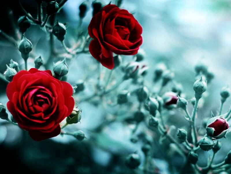 Red Roses on Bush — Serene, Photograph, Buds