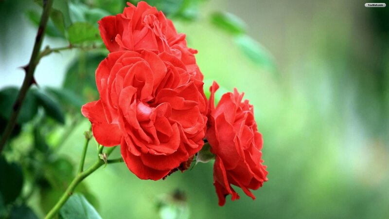 Red Roses on Bush — Serene, Photograph, Green Leaves