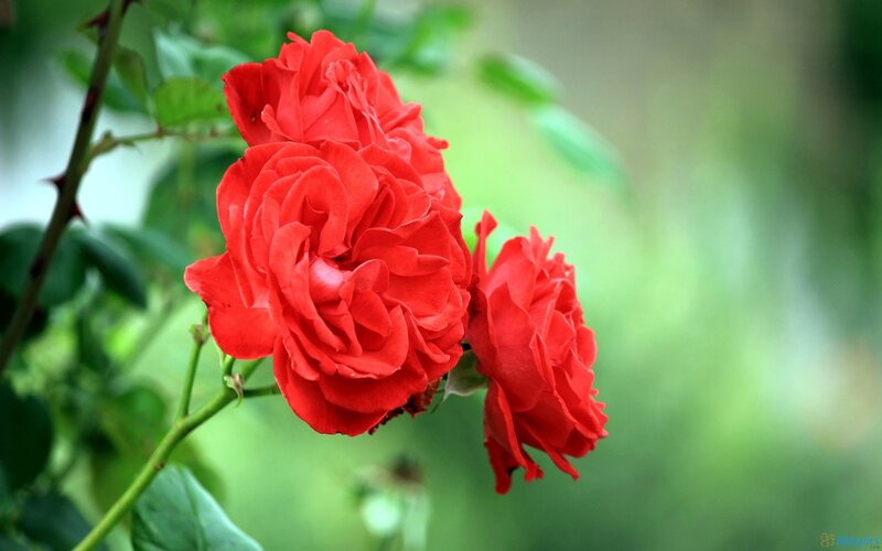 Red Roses on Bush — Serene, Photograph