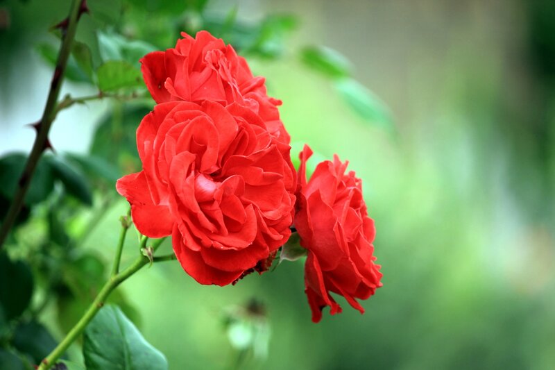 Red Roses on Bush — Serene, Spring