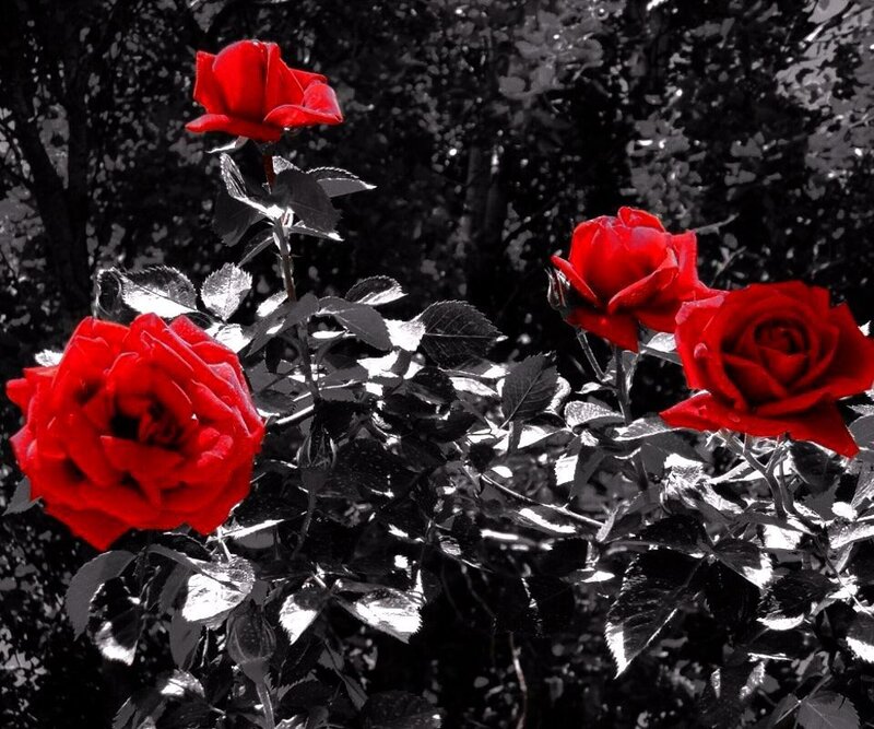 Red Roses on Bush