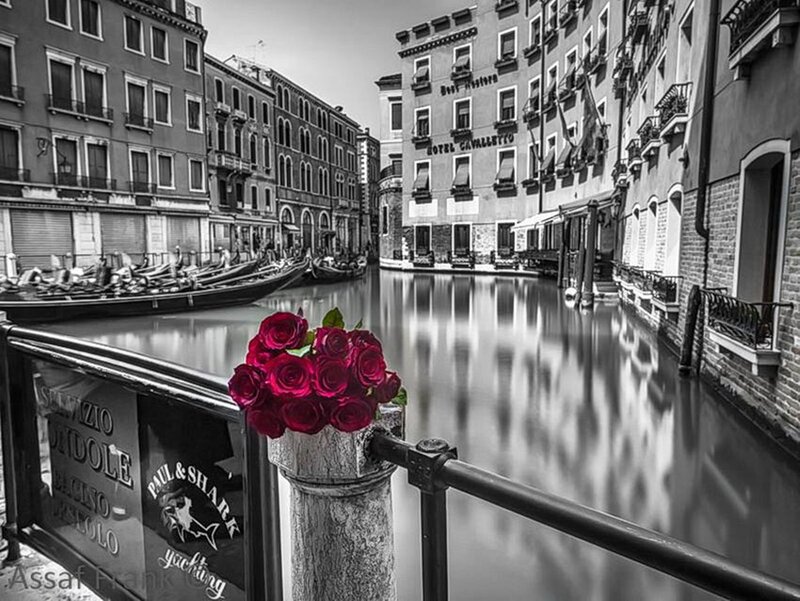 Red Roses on Canal