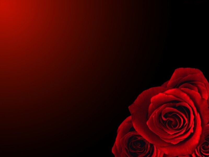 Red roses on dark background