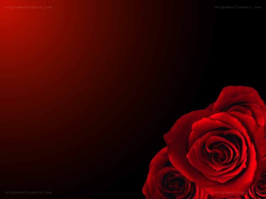 Red roses on dark background