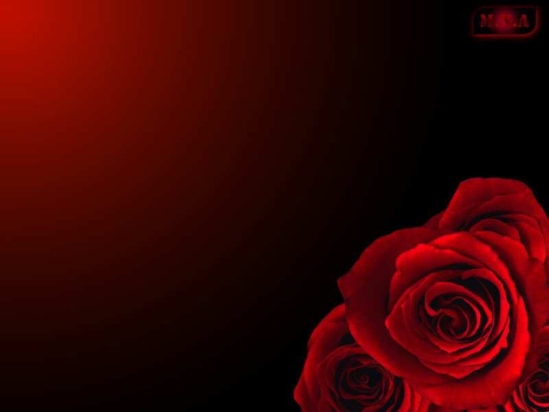 Red Roses on Dark Background — Dramatic, Photograph