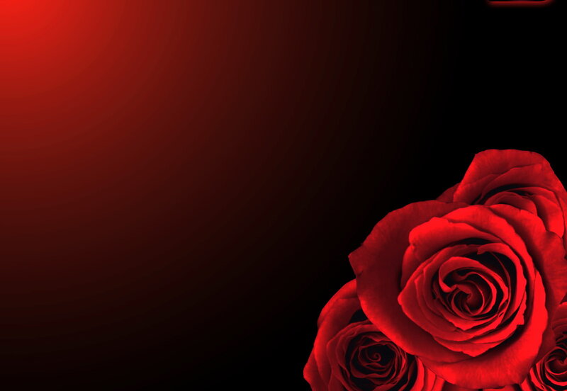 Red Roses on Dark Background — Dramatic