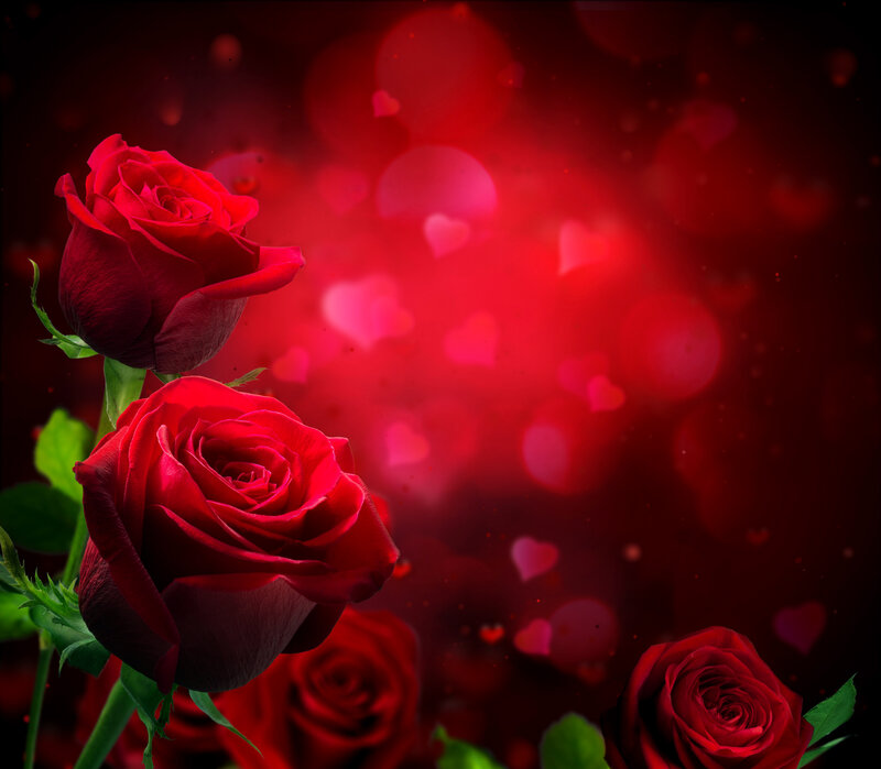 Red Roses on Dark Background — Romantic