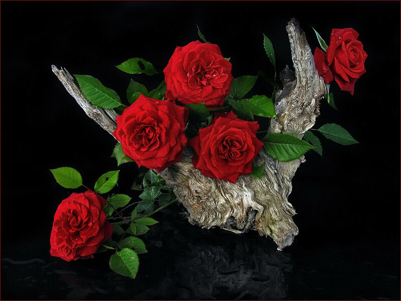 Red roses on driftwood