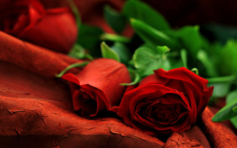 Red Roses on Fabric — Dramatic