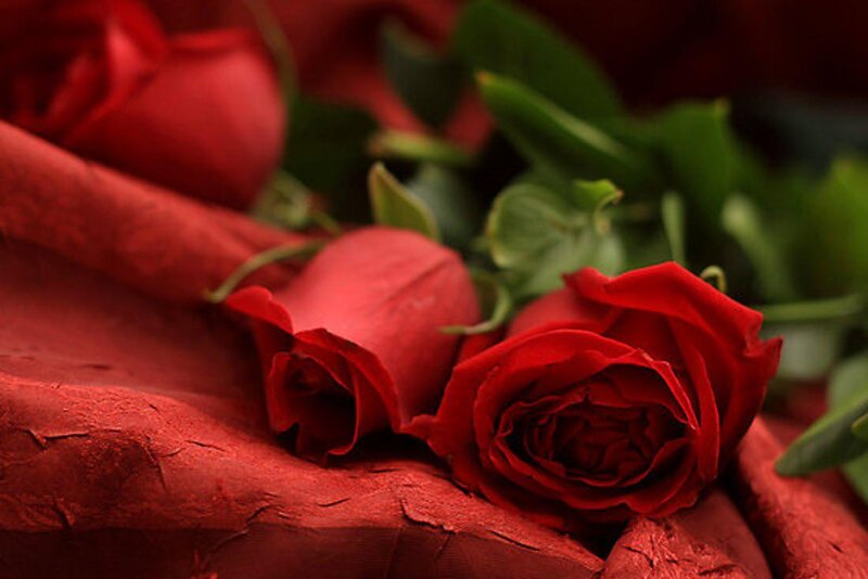 Red Roses on Fabric