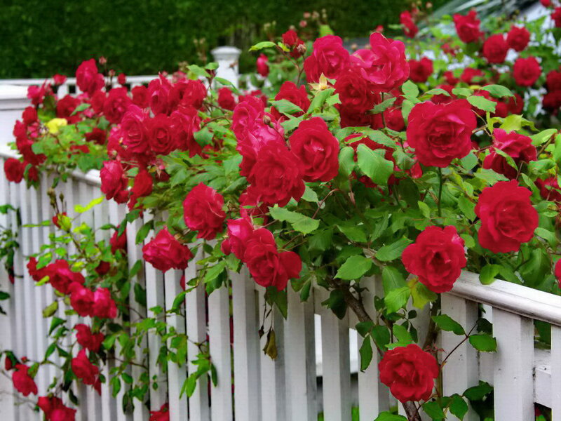 Red Roses on Fence — Calm