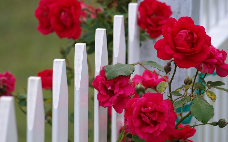 Red Roses on Fence — Serene, Spring