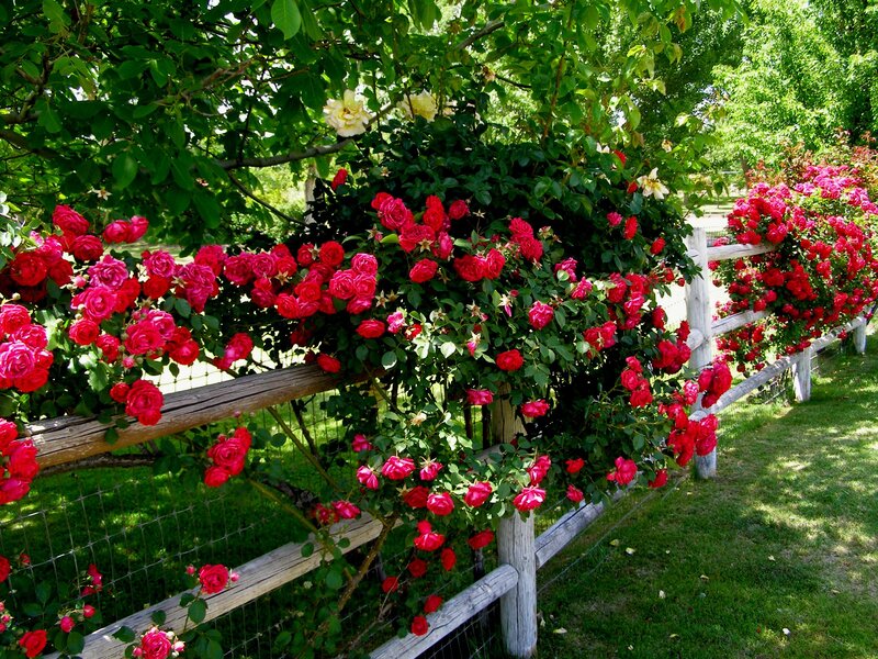 Red Roses on Fence — Serene