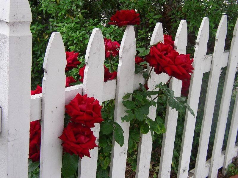 Red Roses on Fence