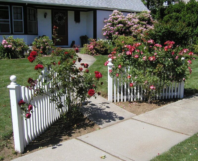 Red Roses on Fence — White
