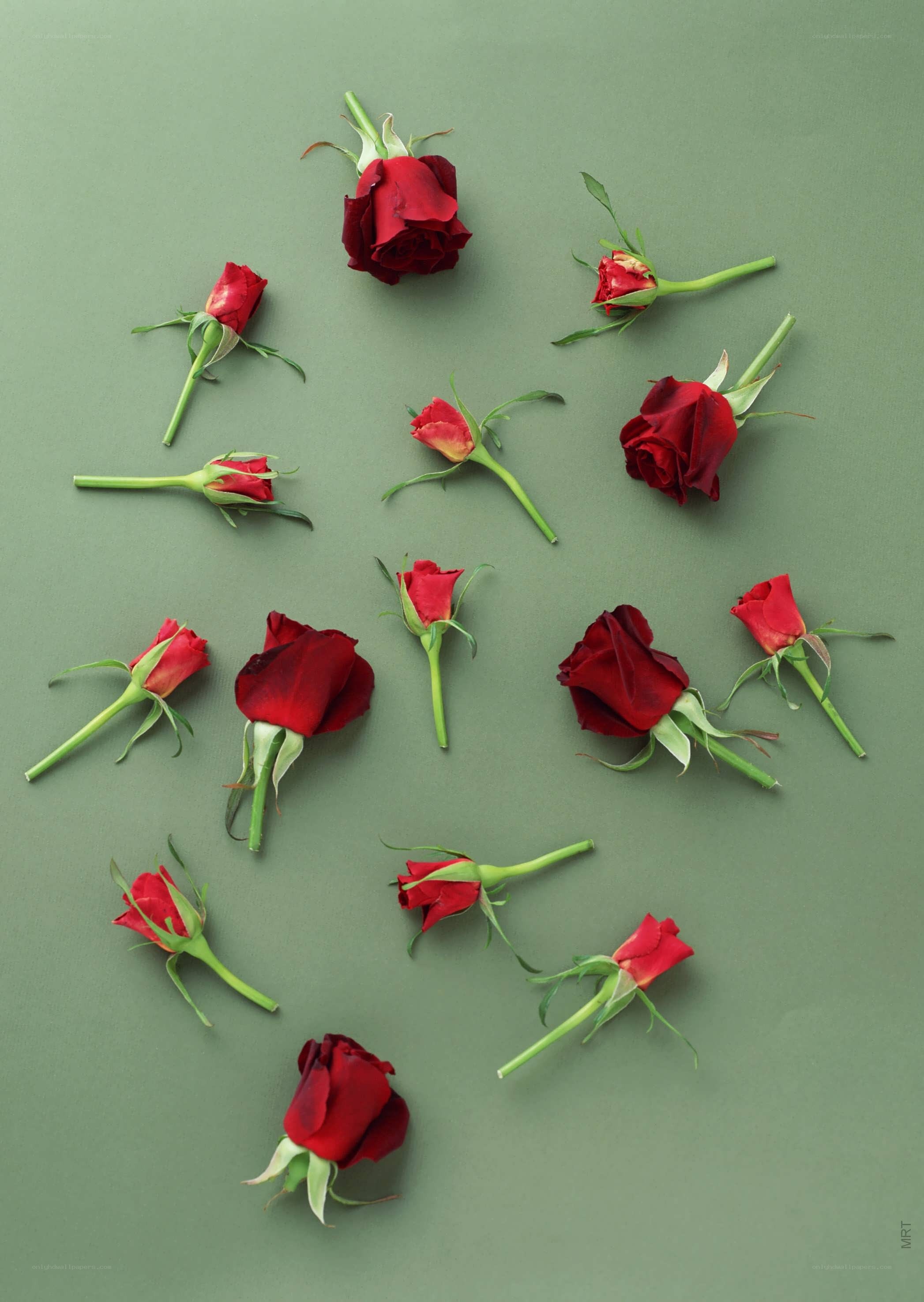 Red roses on green background