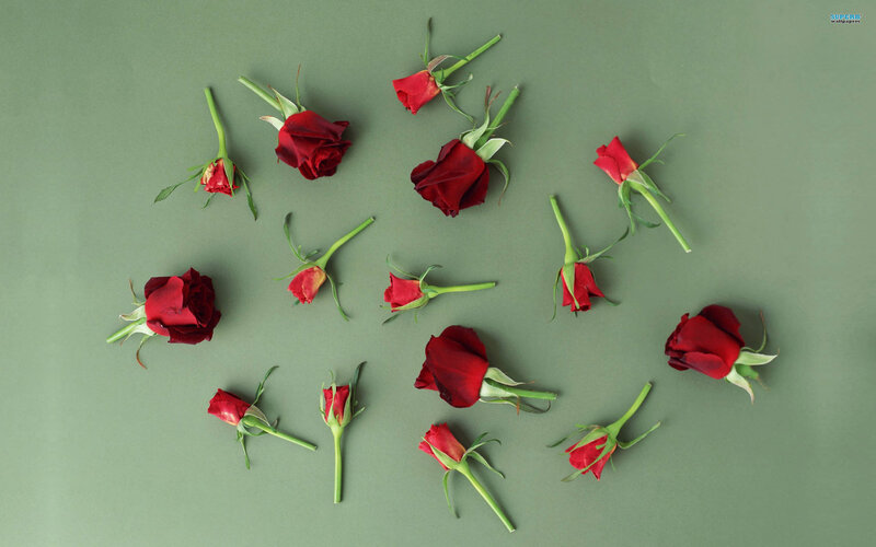 Red Roses on Green — Calm