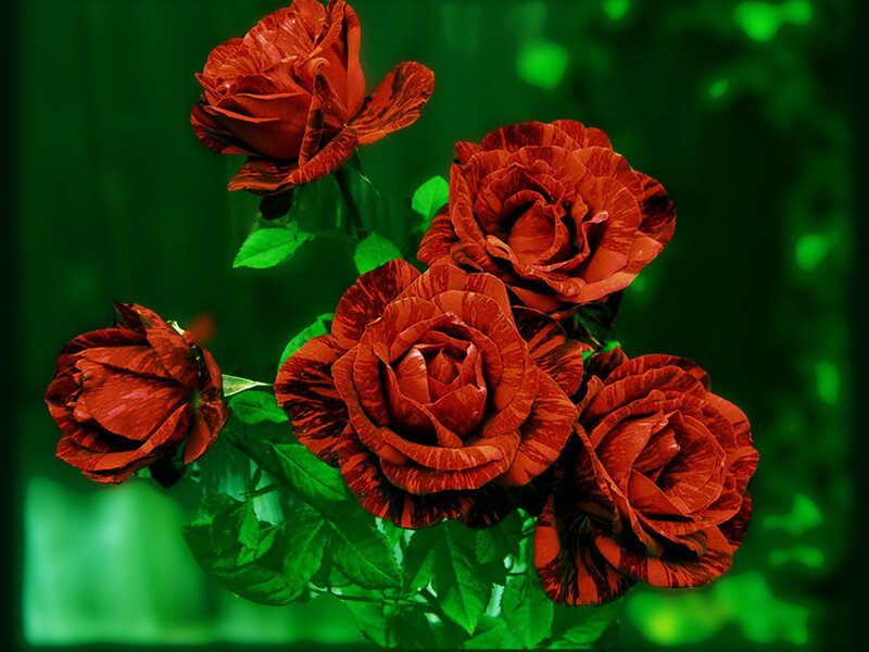 Red Roses on Green Leaves