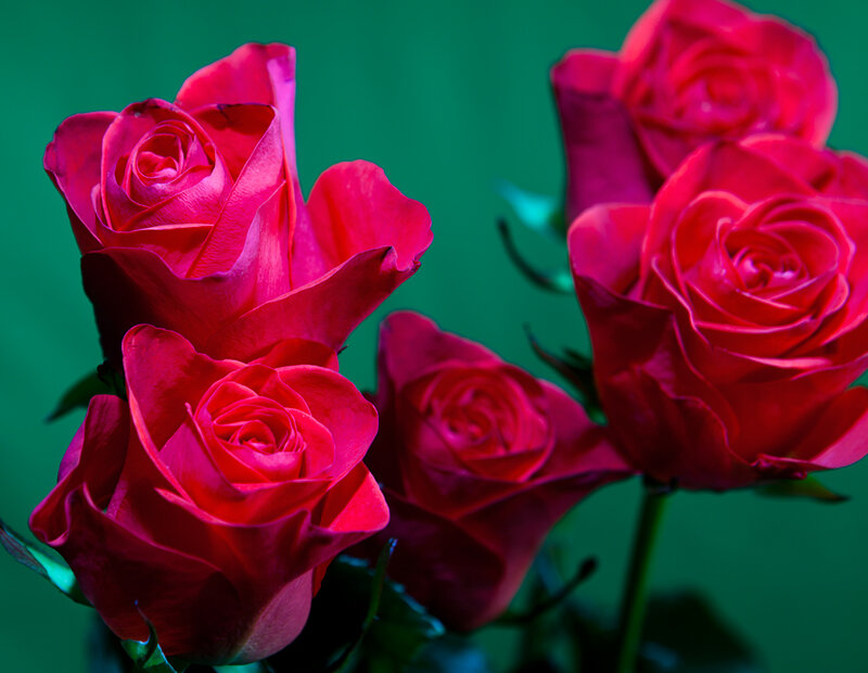 Red Roses on Green