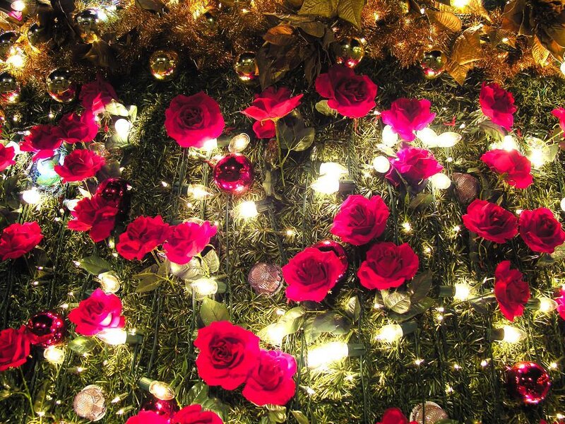 Red Roses on Greenery
