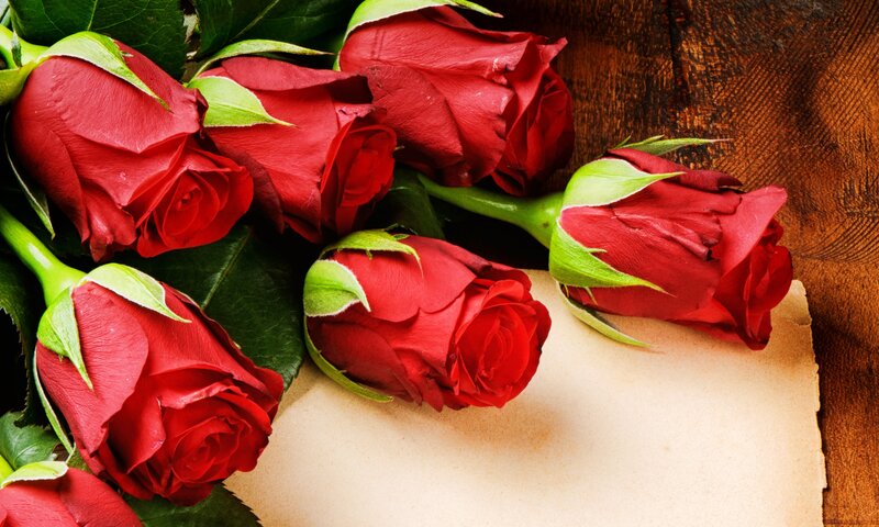 Red Roses on Paper — Romantic