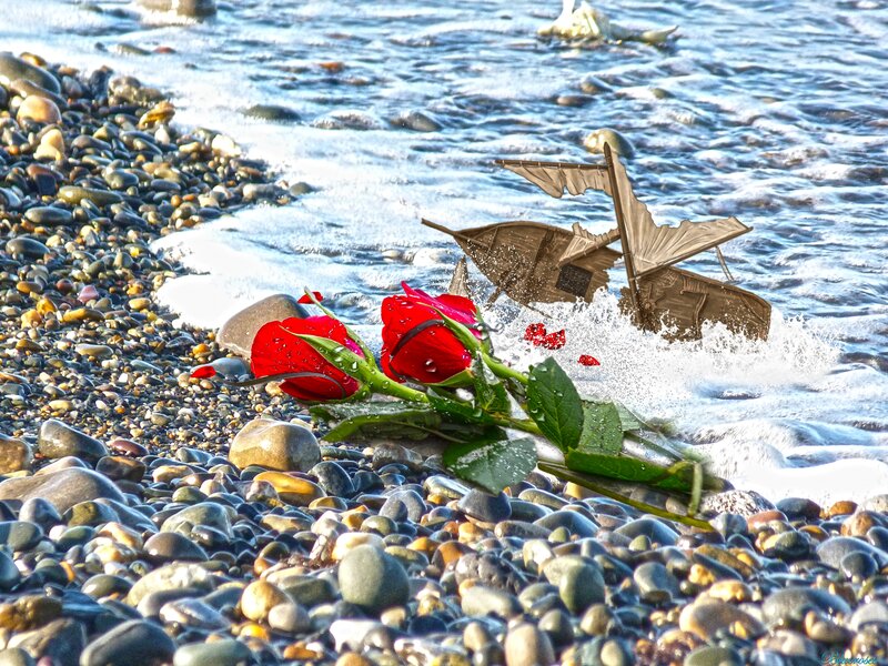 Red Roses on Pebble Beach