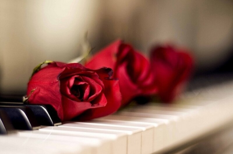 Red Roses on Piano Keys — Calm