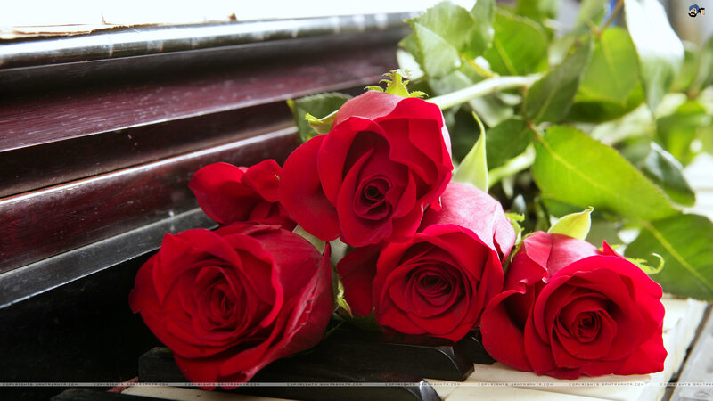 Red Roses on Piano
