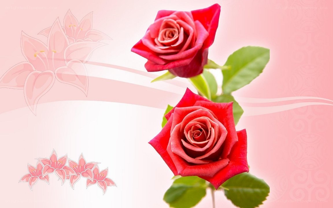 Red roses on pink background