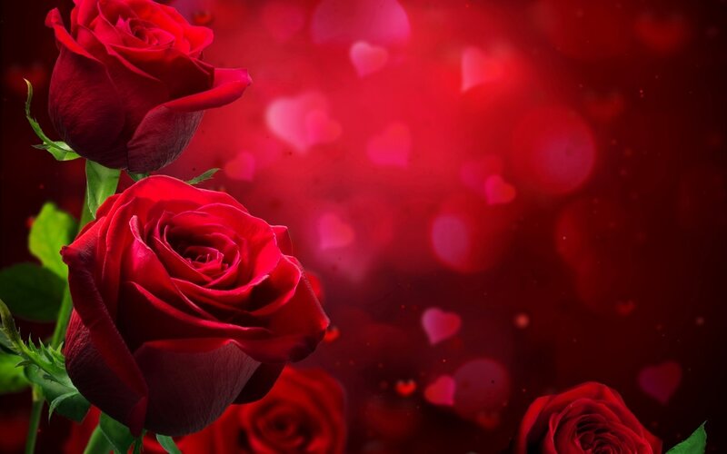 Red Roses on Red Background — Romantic, Photograph