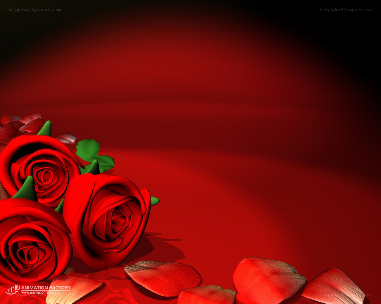 Red roses on red background