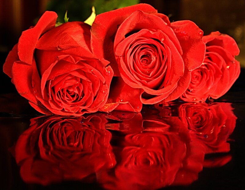 Red Roses on Reflective Surface — Dramatic