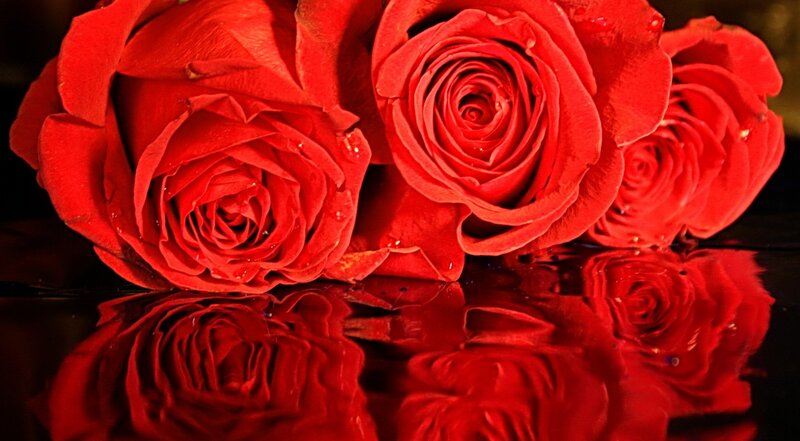Red Roses on Reflective Surface