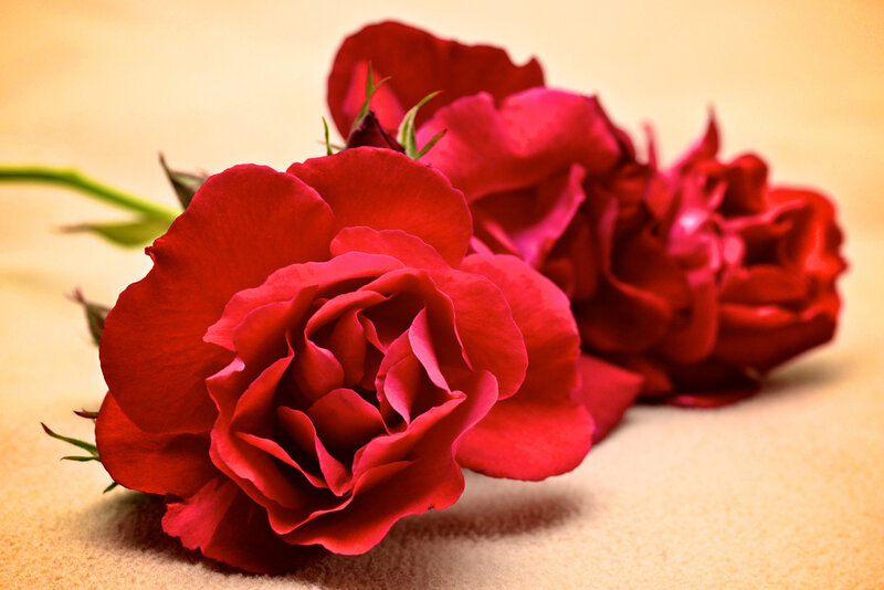 Red Roses on Sand — Calm