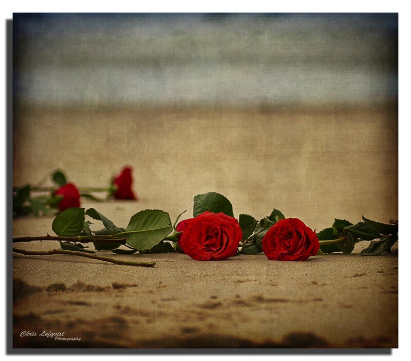 Red Roses on Sand — Melancholic